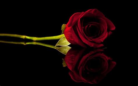 Red Rose Wallpaper Red Rose In Black Background 1280x800 Download