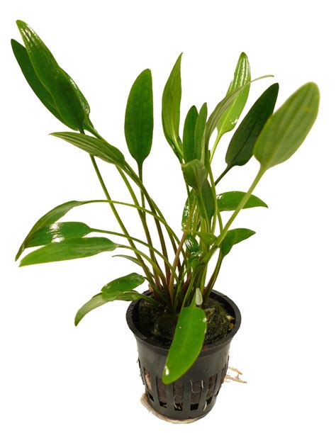 Cryptocoryne, they are commonly referred to as crypts. Zoomeister.de | 1 Topf Cryptocoryne Lucens- 1A-Qualität ...