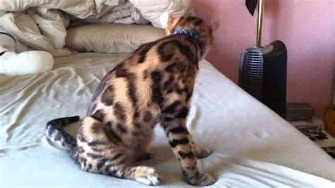 We adopted a cat (about 9 months old from a cat rescue) who spent 6 months hanging out in our laundry room and we had to go in there to love on him and play with him. Bengal Cat 4 Months Old - YouTube