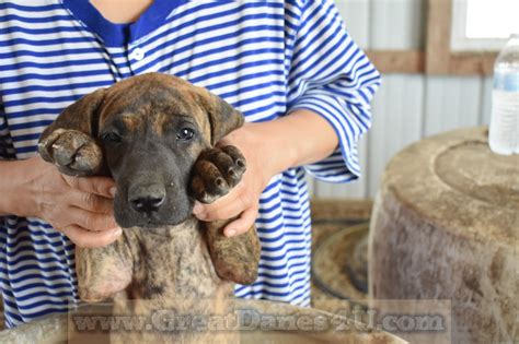 They are healthy dogs, but they have special needs, mostly due to their size. Great Danes Fawn Brindle AKC Color-Pure Puppies Stud Service