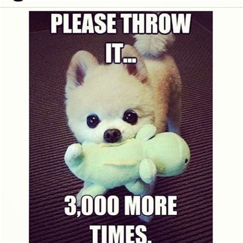 Find the newest pretty please meme meme. Please throw it 3000 more times cute animals adorable meme ...