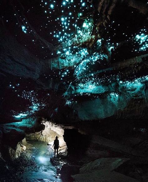 Waitomo Glowworm Caves New Zealand Glow Worm Cave Glow Worm