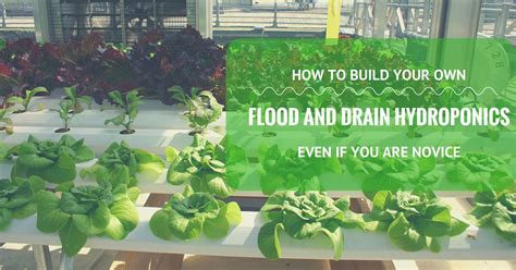 Hydroponics is an easy way to grow your own food. How to Build Your Own Flood and Drain Hydroponics