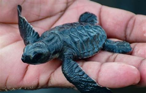 Navy Takes Lead In Conserving Sea Turtles And Sets Free 97 Hatchlings