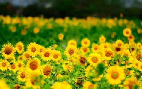 Bunga Matahari Musim Panas Bunga Kuning Iphone Hd Wallpaper Desktop