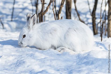 Snowshoe Hare Facts Information Pictures And Video