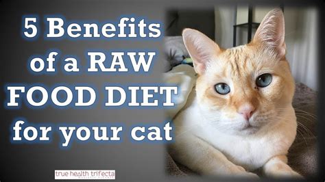 Barf diet for cats or natural food for cats or prey model diet for cats, and you should find lots of information. 5 Benefits of a Raw Food Diet for Cats - Healthy Homemade ...