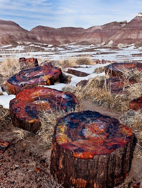 Petrified Wood Crystals Of Minerals Replace Wood Until It Is A Stone