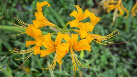 How to Grow and Care for Spider Lily (Lycoris spp.) | Planet Natural