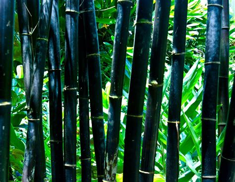 Explore unique japanese style outdoor inspiration. Black Bamboo - I would like to have some of this in some large pots on each side of my bamboo ...