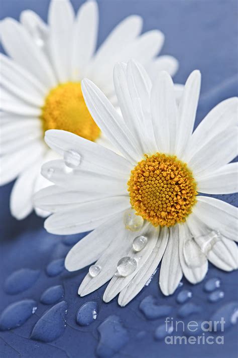 Daisy Flowers With Water Drops Photograph By Elena Elisseeva Fine Art