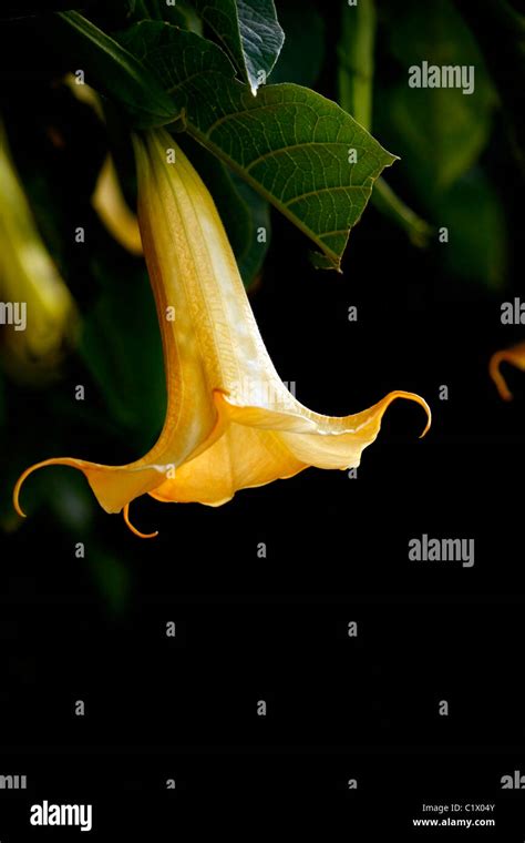 View Of The Typical Yellow Brugmansia Flower Also Known As Angel