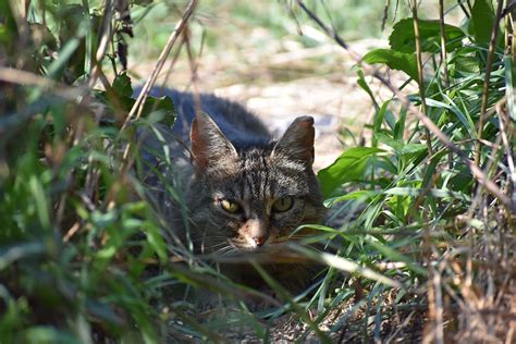Feral Cat Population In Need Of Attention Across Suffolk County Tbr