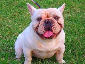 French bulldog prices fluctuate based on many factors including where you live or how far you are willing to the current median price of french bulldogs in oklahoma city is $1,937.50. French Bulldog Puppies in Oklahoma