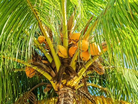 Greenish valley rare dwarf kerala coconut tree hybrid green t x d coconut live plant (1healthy plant). The Dwarf Coconut Tree - nothing short of the giants ...