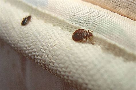 Fleas Vs Bed Bugs Flea Bites