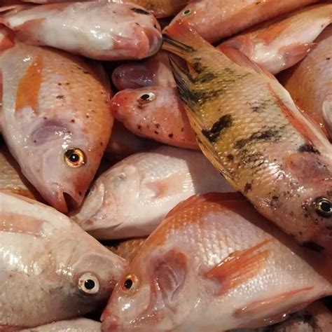 Jual Ikan Nila Merah Segar Ukuran Kecil Gr Halal Di Seller King