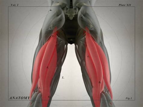 Hamstring Muscle Group Anatomy Model — Stock Photo © Anatomyinsider