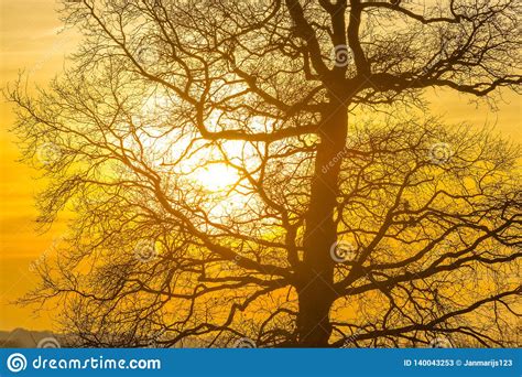 Deciduous Tree In A Meadow On A Hill At A Colorful Sunset Stock Image