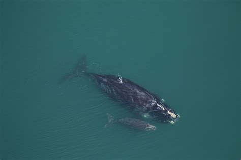 Two Right Whale Calves Spotted Off Georgia Coast Wabe