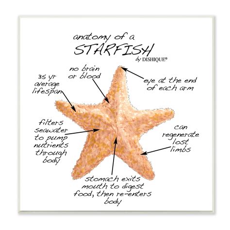 Stupell Industries Anatomy Of Starfish Sea Life Wildlife Educational