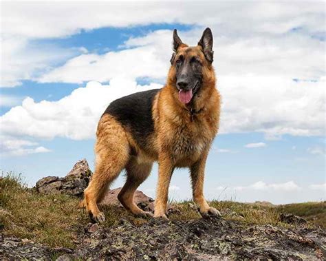 German Shepherd Breeds Petsidi