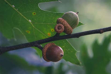 Acorn Symbolism And Spiritual Meaning Perseverance Meaning Symbolism