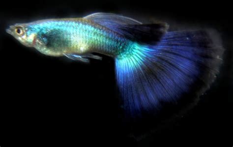 GUPPY YOUNG PAIR Champion Purple Guppies ( 1 Male + 1 Female ) | LIVEFINS