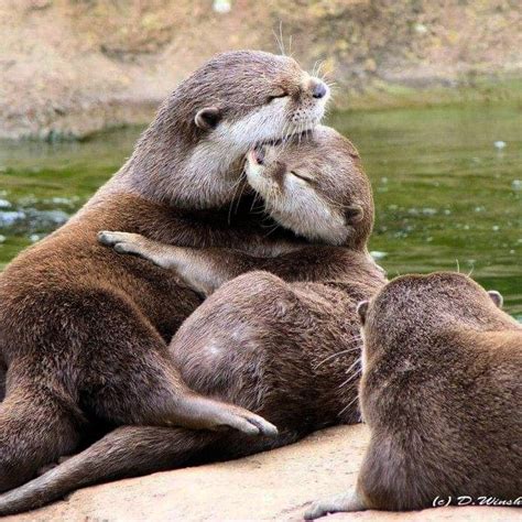 Pin By Barbara Rathmanner On Otter Otters Hugging Otters Cute Animals