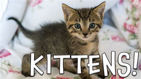 Kitten Facts For Kids Youtube