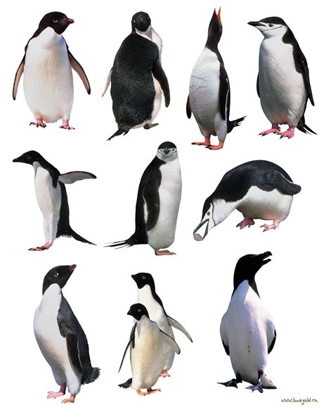 Пингвин Png фото изображение пингвина Png