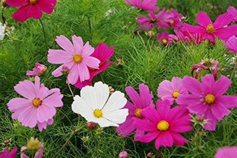 Eden Brothers Cosmos Seeds Dwarf Early Sensation Mix Ounce Learn