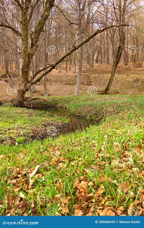 Spring In The Forest Stock Image Image Of Nature Stream 30668649