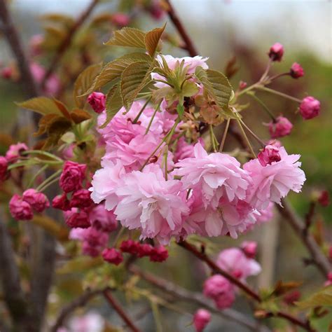 Prunus Pink Perfection Flowering Cherry Tree Flowering Cherry Tree Cherry Tree Ornamental