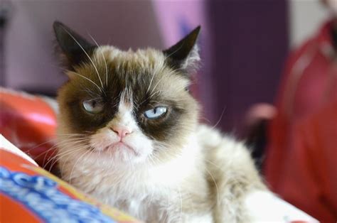 Создать мем недовольный кот грампи кэт мемы Grumpy Cat Картинки