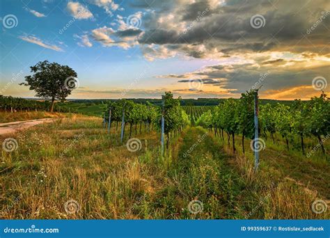 Beautiful Scenic Vineyards At Sunset Stock Image Image Of Czech