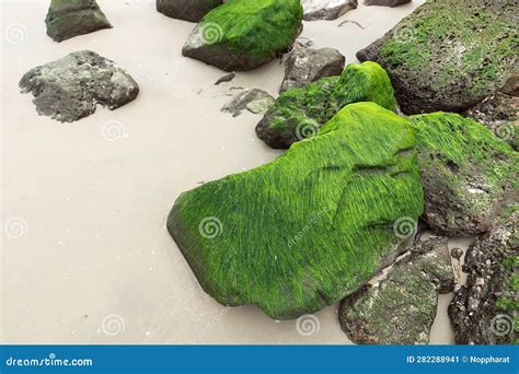 Green Algae On Rocks At The Beach Stock Image Image Of Beauty Moody