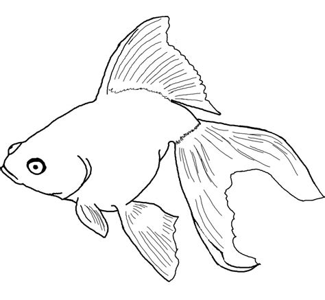 Coloring pages are fun for children of all ages and are a great educational tool that helps children develop fine motor skills, creativity and color recognition! Free Printable Goldfish Coloring Pages For Kids