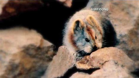 Photos Rare Ili Pika Cute Mountain Dweller Faces Extinction