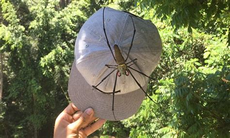 Huge Female Orb Spider Found In Australia Terrifies Reddit Users