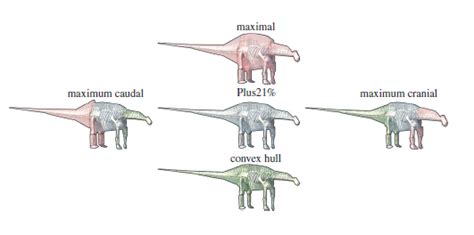 The Evolution Of Sauropod Dinosaurs