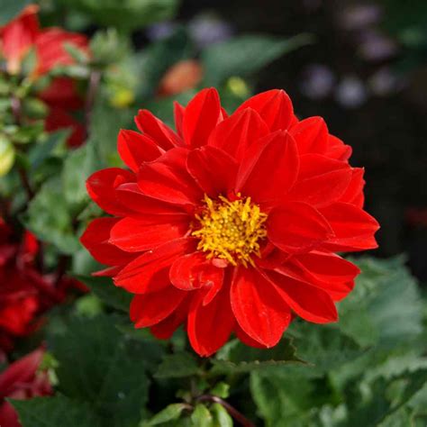 Dahlia Seeds Dahlia Variabilis Opera Red Flower Seed