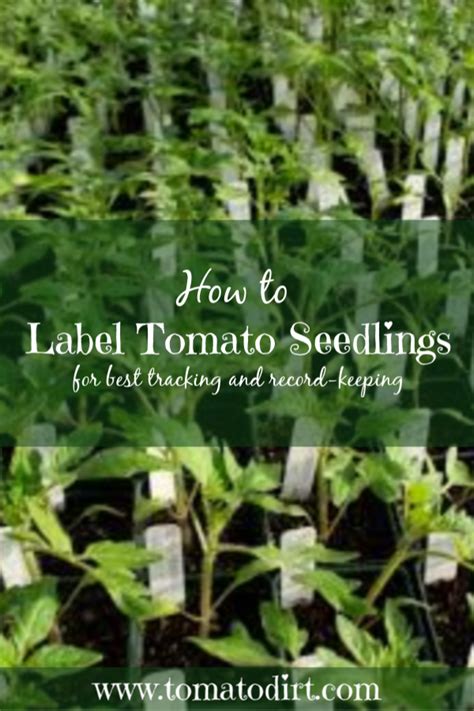 How To Label And Grow Tomatoes From Seed Growing Tomatoes Tomato