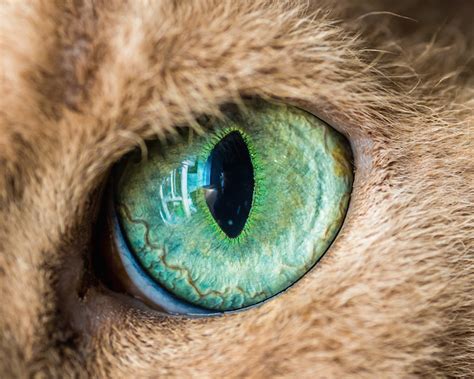 Mesmerizing Macro Photos Of Cats Eyes By Andrew Marttila