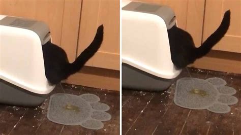 Cat Urinates Outside Of Litter Box How To Stop Cat Lovster