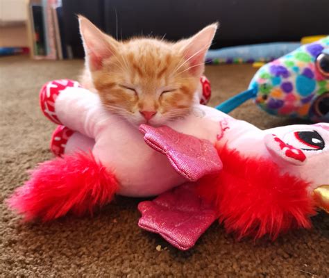 Sleeping Kitten 😍 Aww