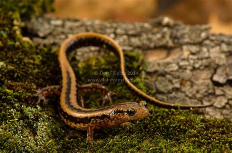 All Sizes Three Lined Salamander Eurycea Guttolineata Flickr
