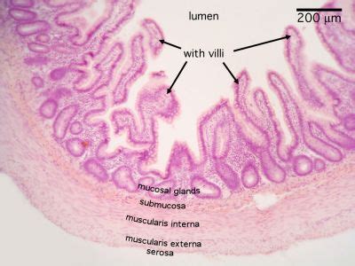 Small Intestine Histology Ileum Monkey Labels Histology Slide