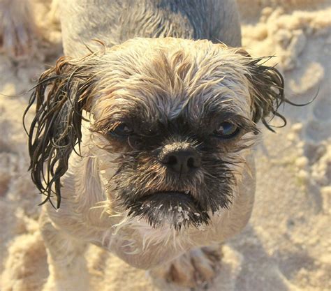 Dog drying cabinets for professional use in grooming salons. Are drying cabinets safe? - Dogs Monthly