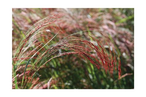 Ruby Silk Ornamental Grass Seed Johnnys Selected Seeds